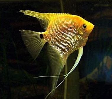 Angelfish - Gold Pearlscale - Medium Angelfish - Gold Pearlscale - Medium